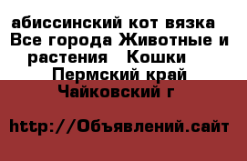 абиссинский кот вязка - Все города Животные и растения » Кошки   . Пермский край,Чайковский г.